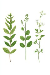 Fototapeta premium Illustration depicting different parts of Melissa officinalis highlighting its botanical features