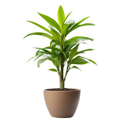 Lively potted plant perfect for enhancing office aesthetics, adding greenery and freshness to any workspace, potted plant for office decoration isolated on transparent