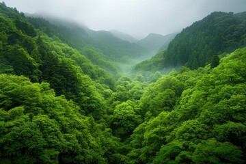 Obraz premium Lush green valley surrounded by misty mountains evokes tranquili