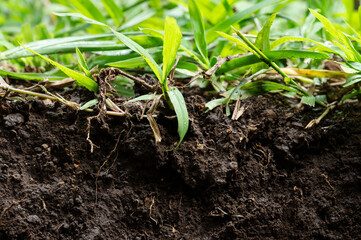 Grass root in soil ground