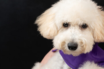 Fluffy white poodle dog portrait