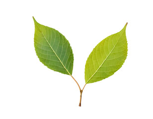 Fototapeta premium Pair of Green Leaves on a Stem Isolated on Transparent BG