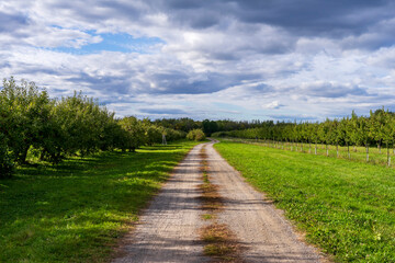 Apple orchard in autumn, harvest time