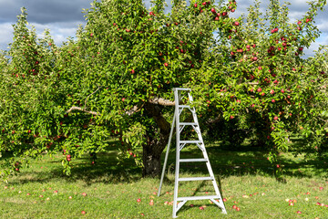 Apple orchard, harvesting with a ladder © RenineR