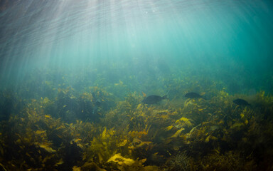 Group of fish swimming near the kelp.