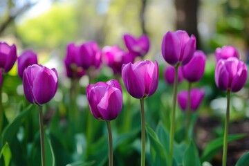 Fototapeta premium Vibrant purple tulips flourishing in a tranquil spring garden surrounded by lush foliage and bright blossoms