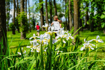 white irises on a sunny day against a background of greenery