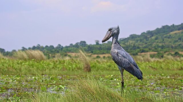 Shoebill (Balaeniceps rex) in Mabamba swamp, near the water.