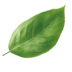 A vibrant green leaf showcasing intricate veins and a smooth texture, symbolizing freshness and nature's beauty.