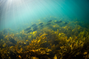 Group of black blue fish swimming around the kelp.