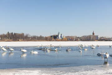 A tranquil winter landscape with a group of white swans on a partially frozen lake. The clear blue sky and distant town with a church create a picturesque, serene atmosphere. Wildlife themes.