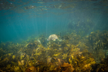 Fish swimming under the sunlight.