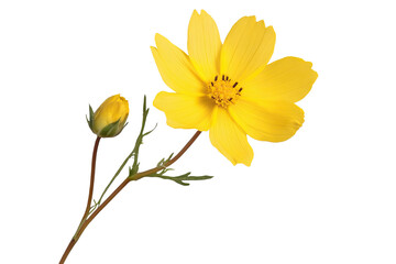 Obraz premium A vibrant yellow flower with a budding companion, showcasing the beauty of nature and spring blooms.