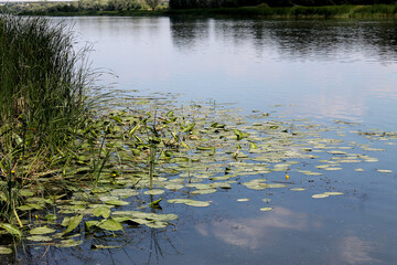 The river Don. Water surface with reeds.