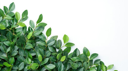 Obraz premium Bush with green leaves , isolated on a white background