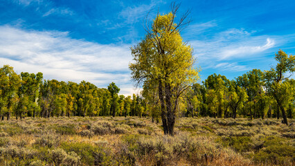 Herbstfarben im Grand Teton Nationalpark