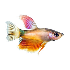 A vibrant molly fish showing off its colorful fins in a bright isolation on a transparent background, Molly fish isolated on transparent background