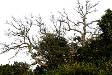 Trees with dried branches on a white background.