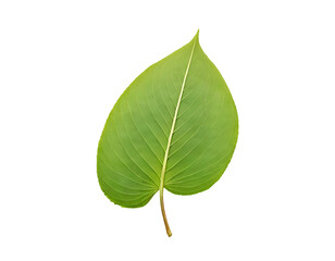 Obraz premium Vibrant Green Leaf Isolated on Transparent BG
