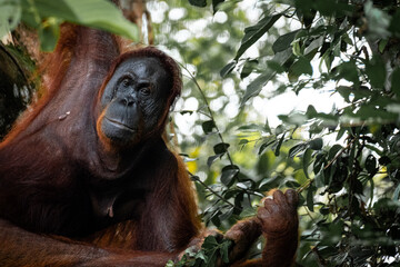 Orang Utan