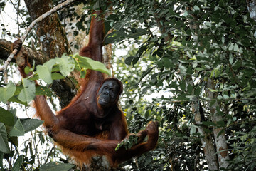 Orang Utan
