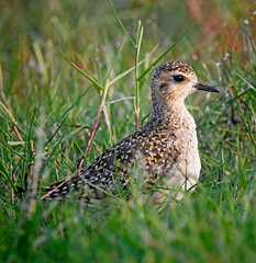 pheasant in the grass