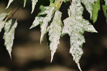 Powdery mildew on Tatarian maple (Acer tataricum) leaves