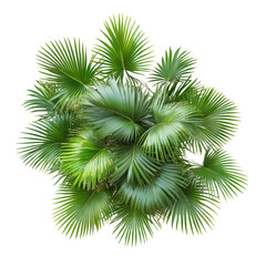 Aerial view of lush palm plants isolated on a bright transparent background capturing natures vibrant greens and textures, palm plants aerial view isolated on transparent background