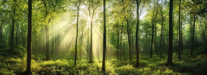 Fototapeta premium Sunlight Piercing Forest Canopy