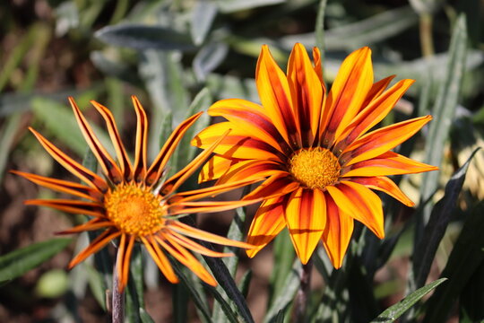 Bright orange flowers of hybrid gazania plant in flowerbed - Powered by Adobe