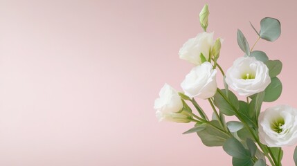 Fototapeta premium white eustoma flowers against a pink background