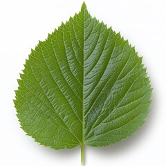 Closeup Bright Green Leaf On White Background