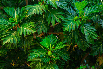 Bread fruit Breadfruit Bloom on Lush Foliage ,