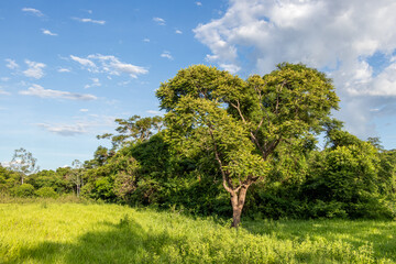 Brazilian cerrado vegetation