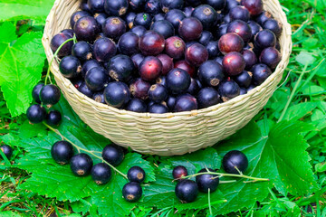 In a wicker bowl there are black currant berries, a healthy, tasty, vitamin-rich food.