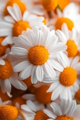Fototapeta premium Close-up of white daisies with vibrant orange centers. A cheerful bouquet of flowers.