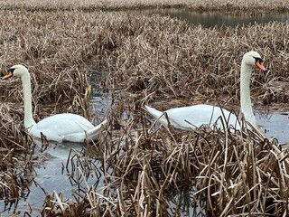 ptactwo, woda, jezior, kaczka, charakter, dzika natura, zwierzak, ptactwo, gęsi, cygnus, gęsi, sadzawka, kaczka, pływanie, rzeka, pływanie, dzika, kanada, krzyżówka, rod, zwierzak, pierze, fauna © Happy