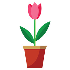 Blooming Pink Tulip in Pot with Green Leaves