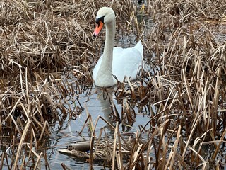 ptactwo, woda, jezior, kaczka, charakter, dzika natura, zwierzak, ptactwo, gęsi, cygnus, gęsi, sadzawka, kaczka, pływanie, rzeka, pływanie, dzika, kanada, krzyżówka, rod, zwierzak, pierze, fauna © Happy