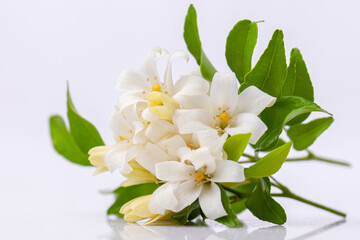 Obraz premium Jasmine flower isolated on white background. close up beautiful white flower in blooming.