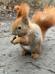wiewiórka, zwierzak, czerwień, charakter, drzew, dzika natura, gryzonie, dzika, ssak, futro, bory, ogon, park, bystra, nakrętka, mechaty, braun, zwierzak, jesienią, jedzenie, zima, 1, außenaufnahme, d © Happy
