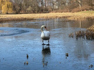 ptactwo, woda, jezior, kaczka, charakter, dzika natura, zwierzak, ptactwo, gęsi, cygnus, gęsi, sadzawka, kaczka, pływanie, rzeka, pływanie, dzika, kanada, krzyżówka, rod, zwierzak, pierze, fauna © Happy