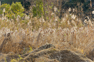 冬のガマの穂と枯れ草が輝く風景