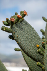 Cactus en flor en Canarias