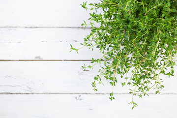 High angle view of thyme plant on white wooden table with copy space