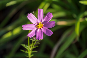Flor del cosmos en un jardín
