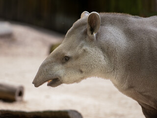Fototapeta premium portrait of tapir on blurred background