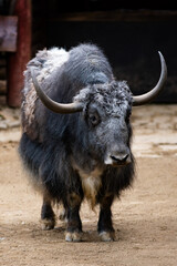 standing yak on a farm with blurred background