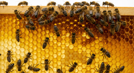 Bees on a Honeycomb: Showcasing Their Unique Features and Essential Roles in the Ecosystem