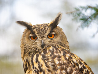 portrait of an owl on a blurred background